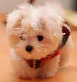Maltese Puppy
